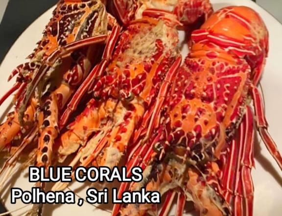 Blue Corals Beach Bungalow Matara Exterior foto